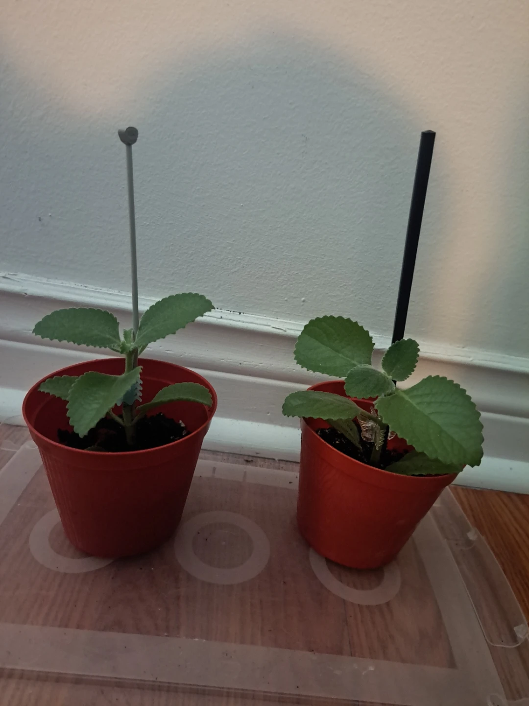 Spanish/FrenchThyme - photo 3
