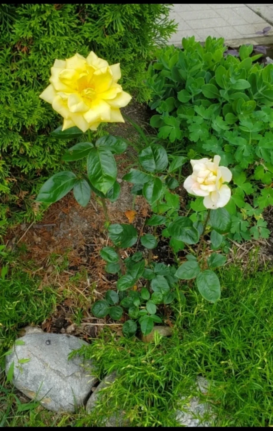 Peace, Hybrid Tea Rose