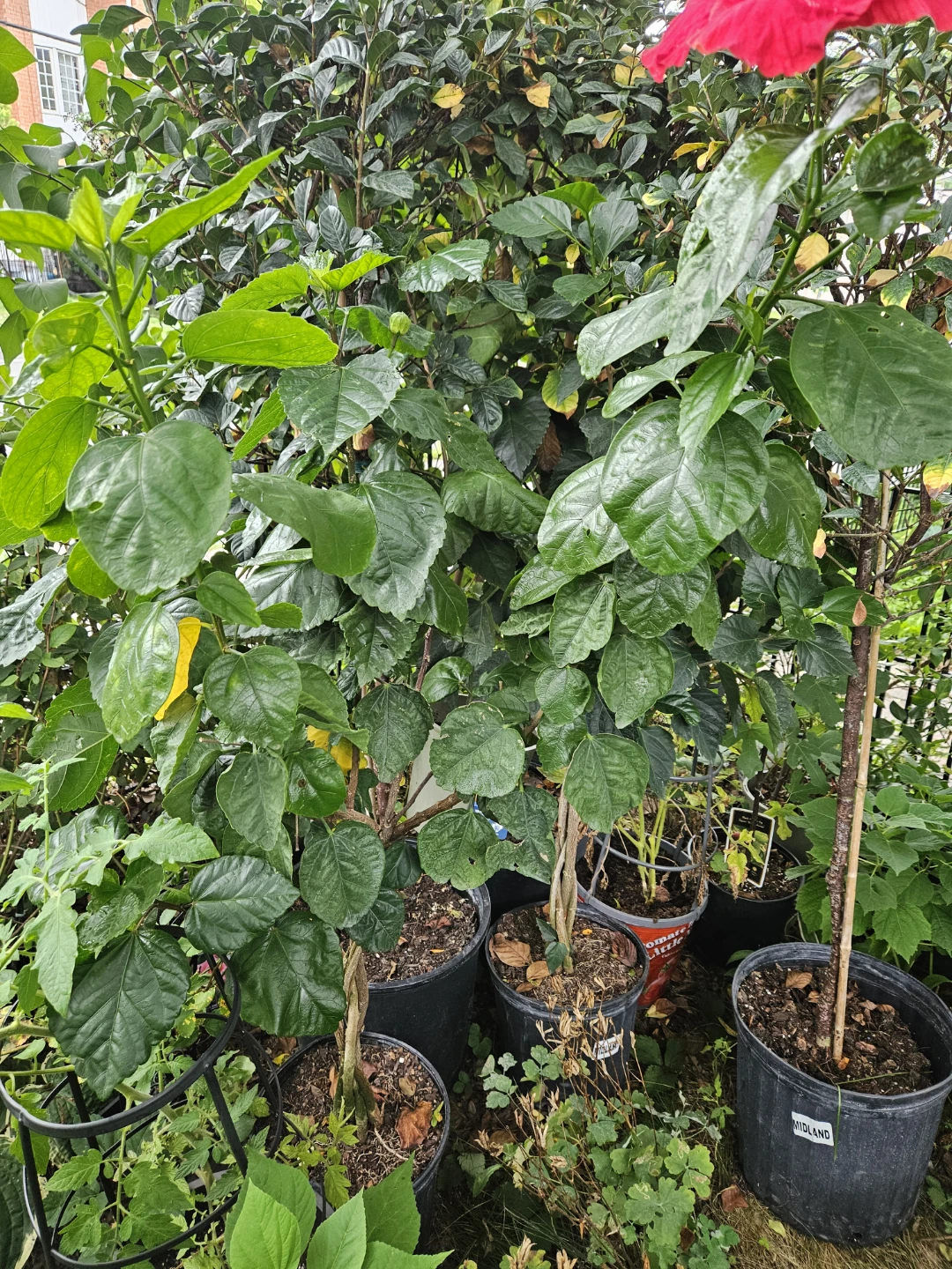 Hibiscus Plant in Pot braided  indoor  4feet or more - photo 3