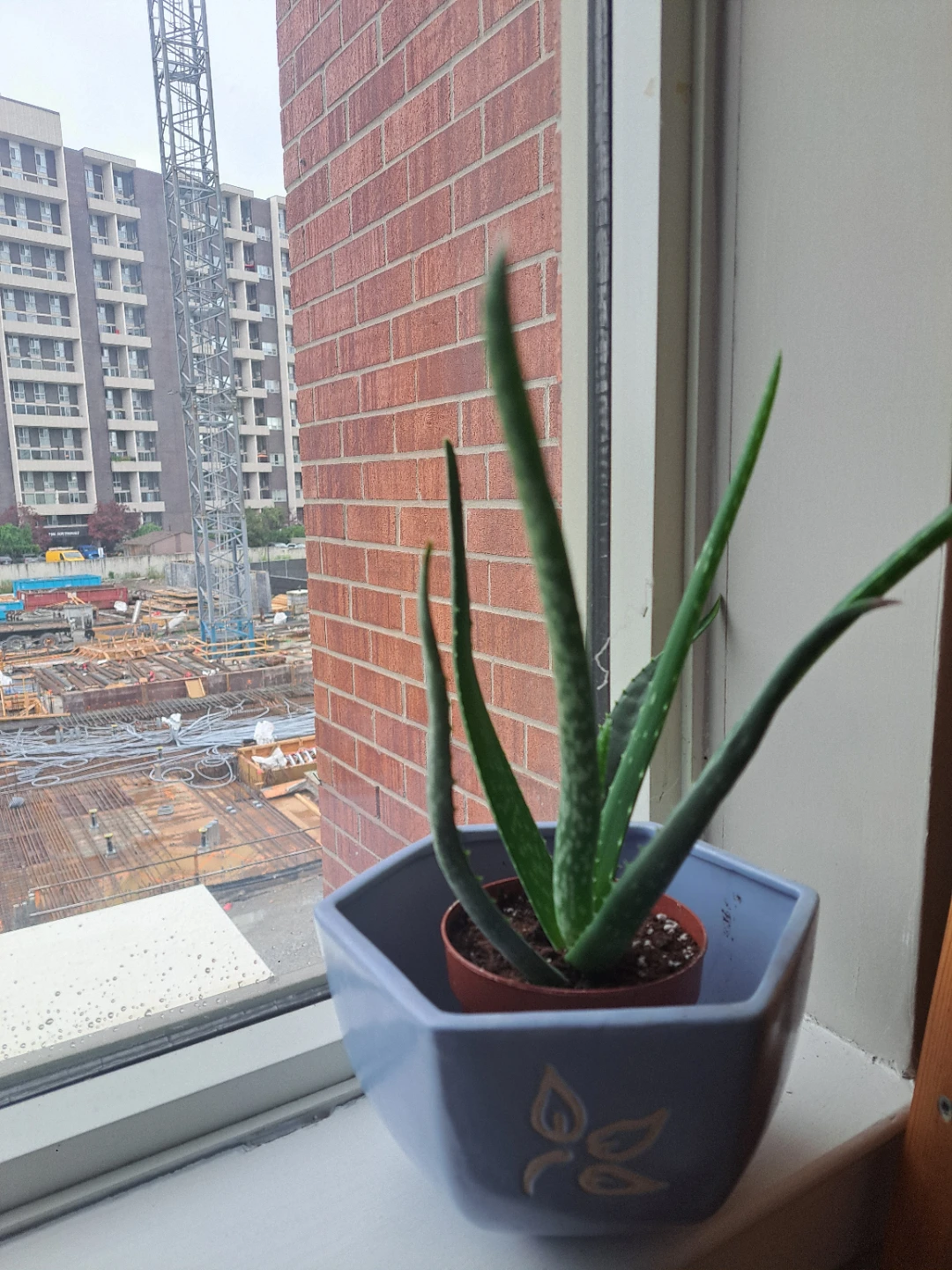 Aloe Vera Plant in Decorative Pot