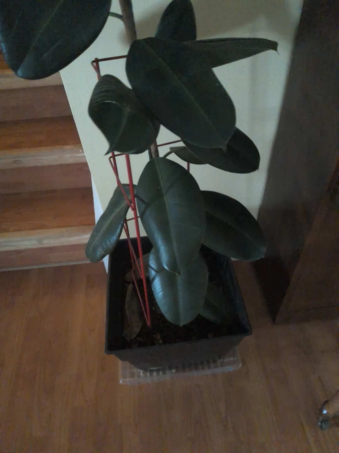 Tall Rubber Plant in Pot - photo 2