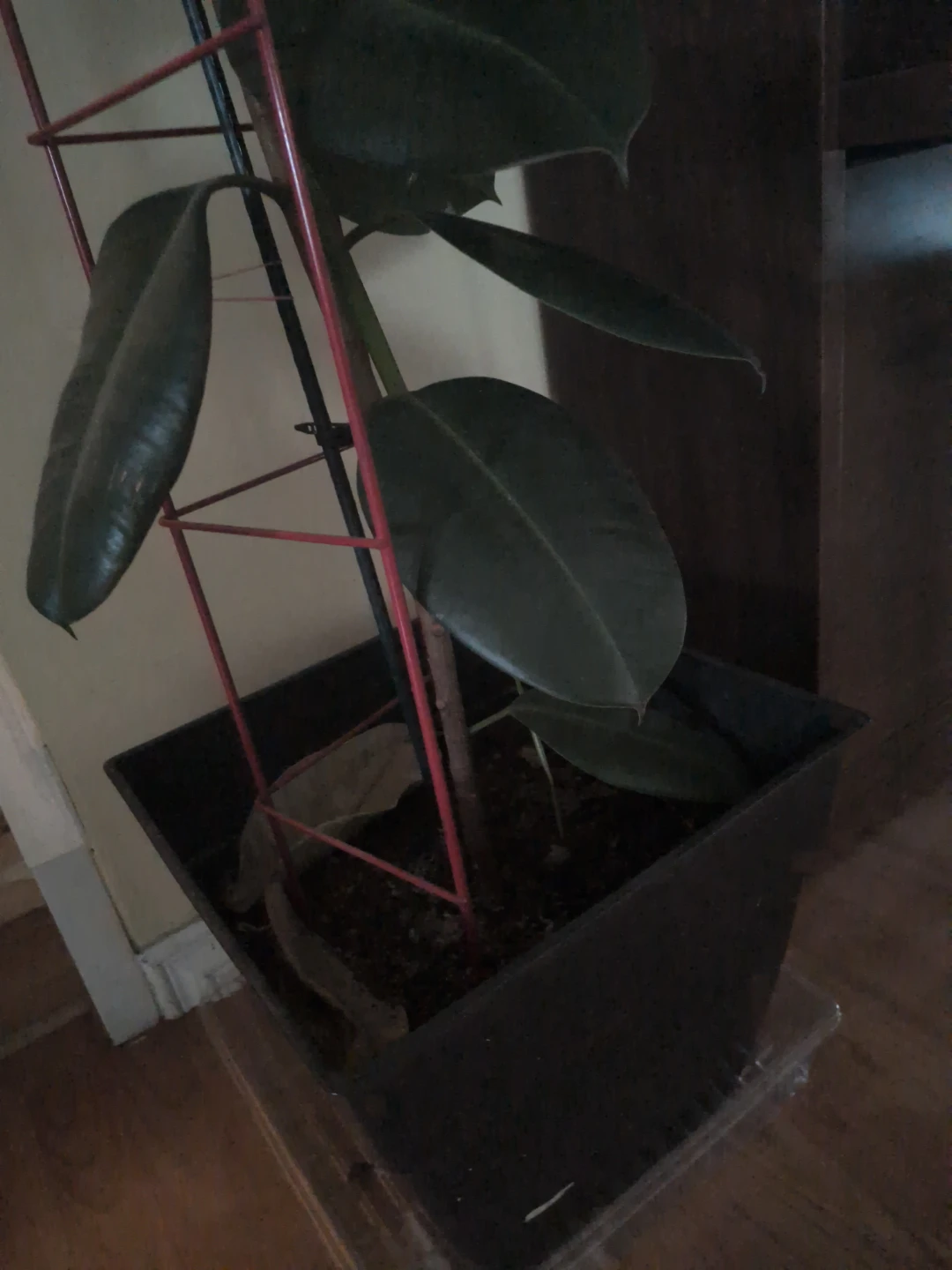 Tall Rubber Plant in Pot - photo 3