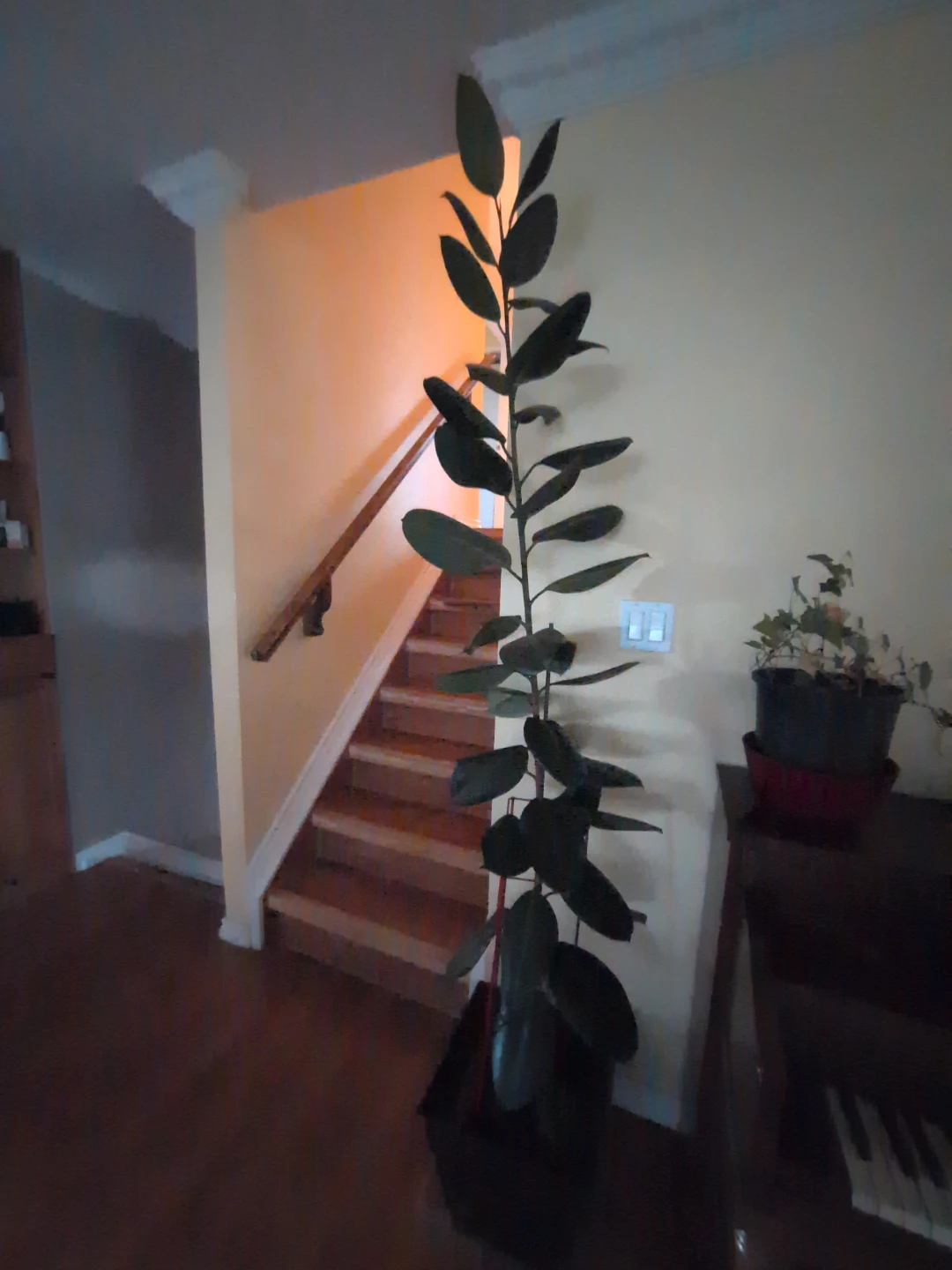 Tall Rubber Plant in Pot - photo 4