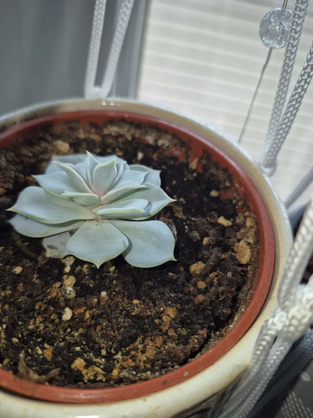 Succlents/ snake plants