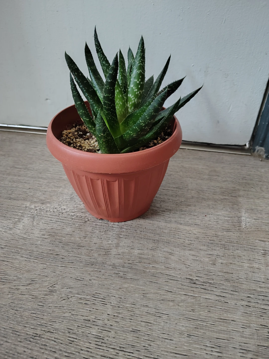 Succulent Plant in Terra Cotta Pot $15