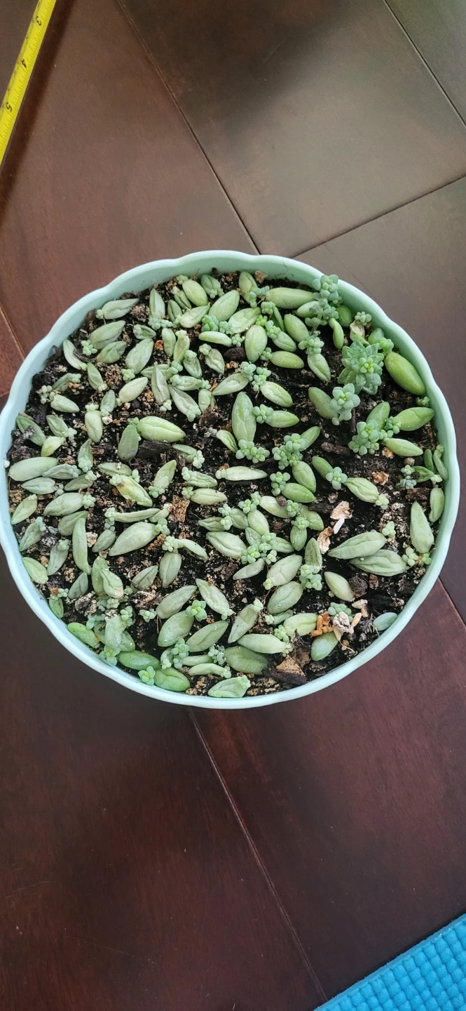 Burro's Tails in beautiful plastic pot