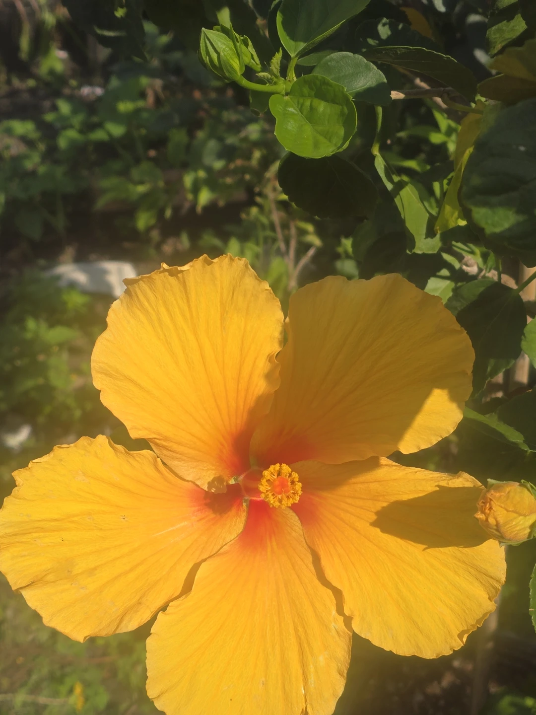 Yellow Hibiscus  standard tree.  In 10"pot