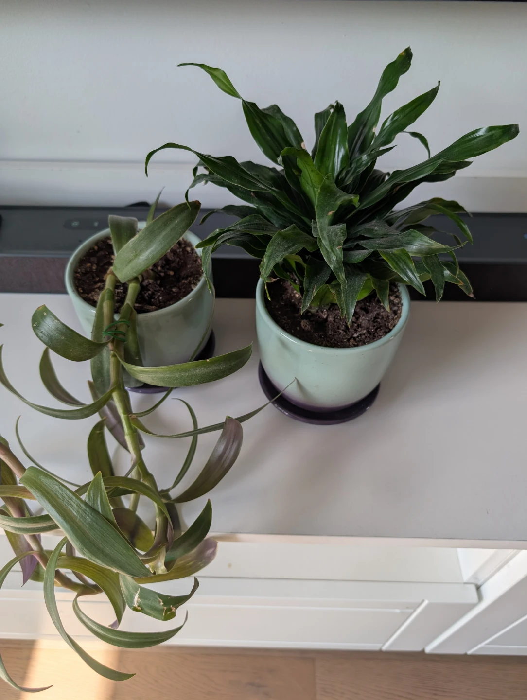 2 plants with ceramic pots(both $15)
