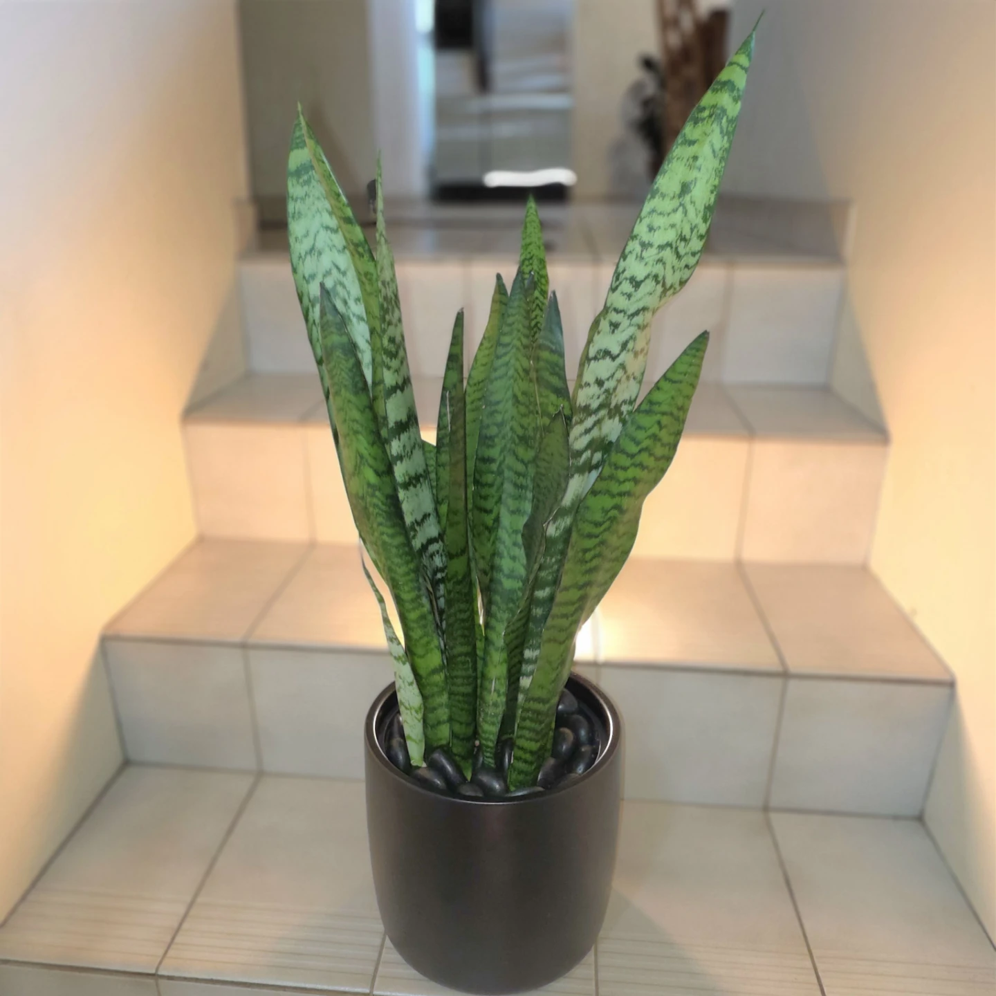 1ft Snake Plant in Ceramic Planter with Decorative Stones