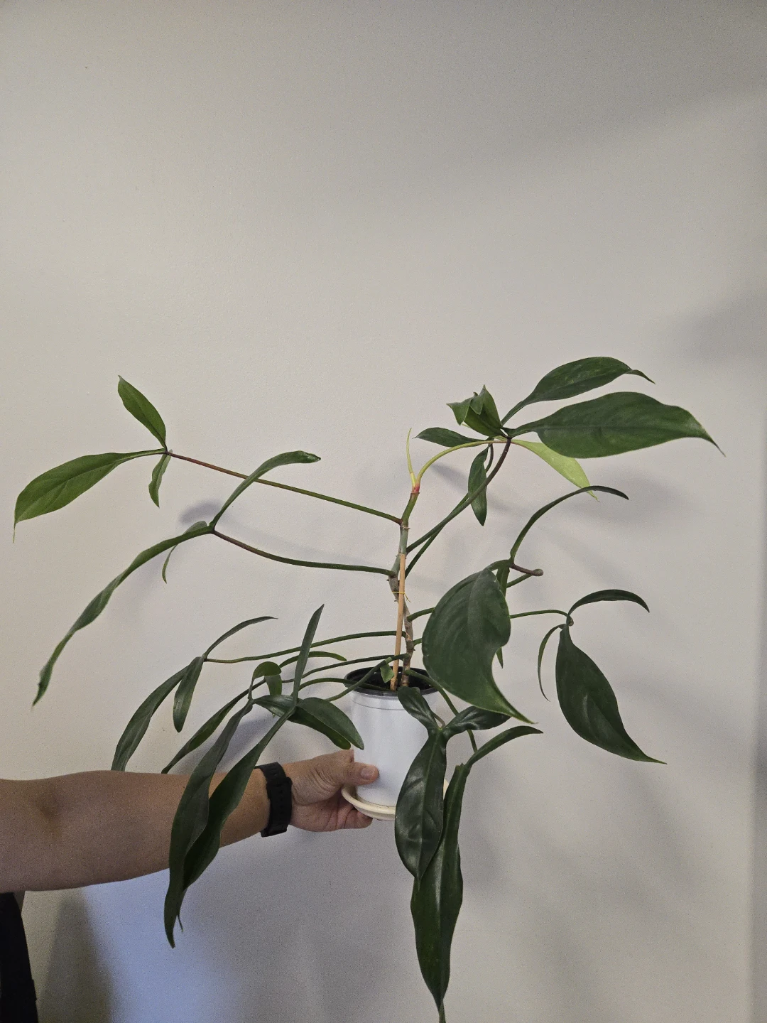 Philodendron 69686 in 4.3"pot - photo 2