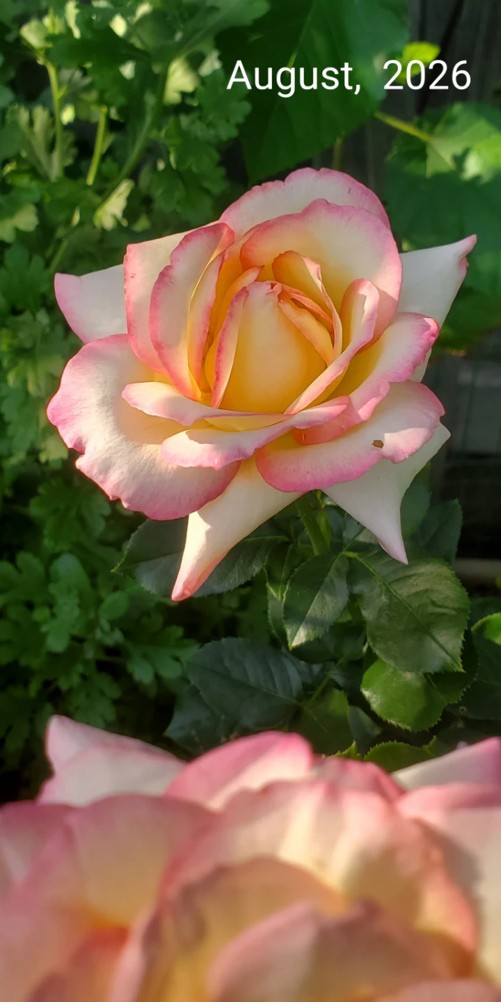 Cherry Parfait, Grandiflora Rose