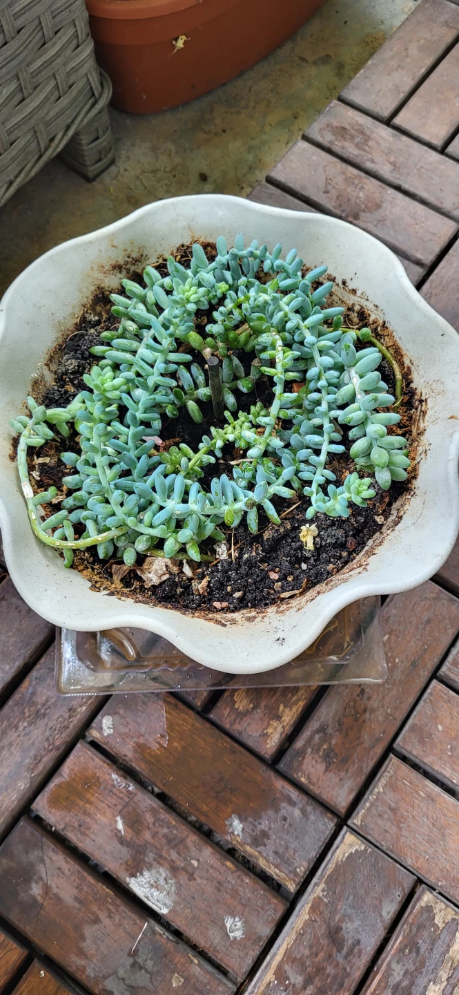 Burro's Tails succulent