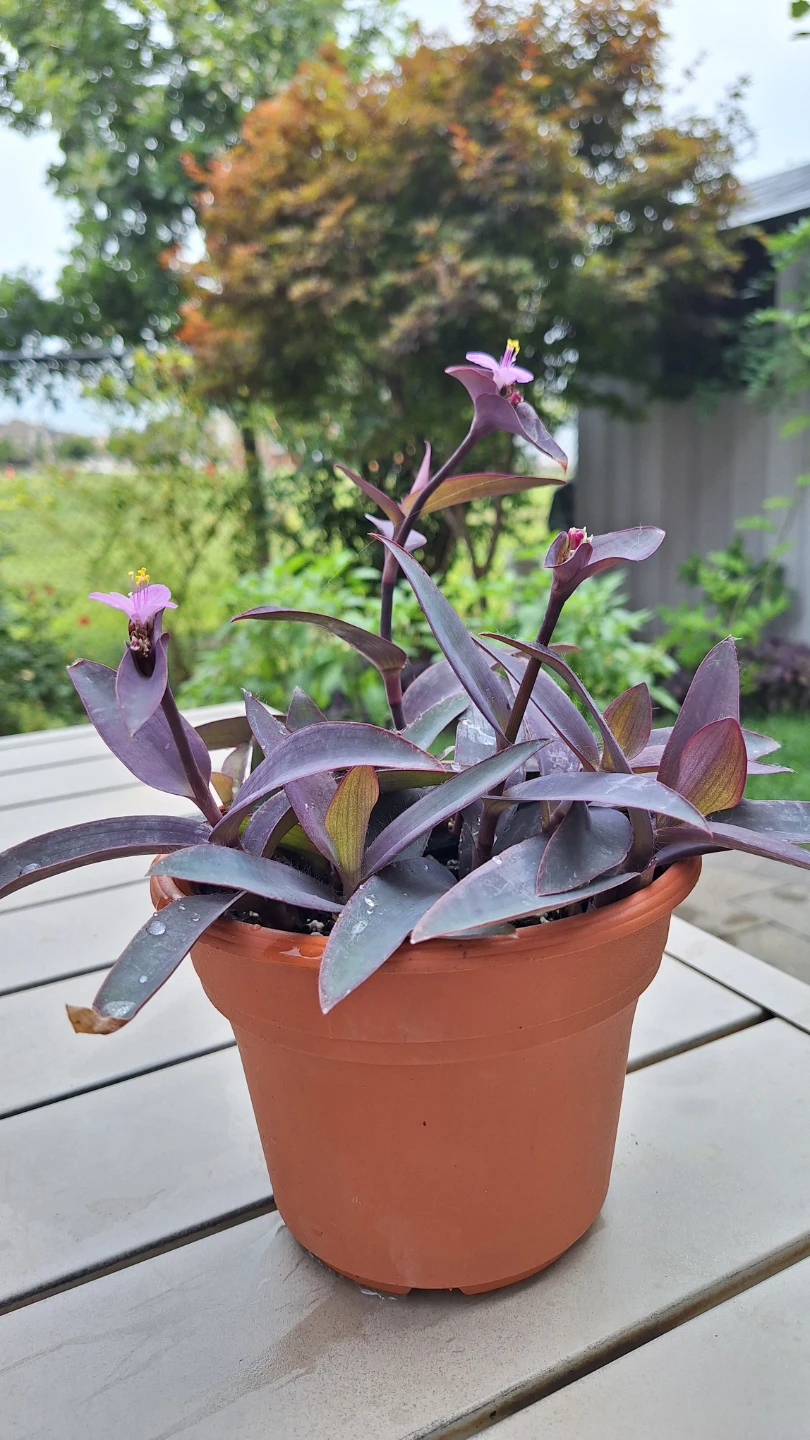 Purple Heart Plant in Pot