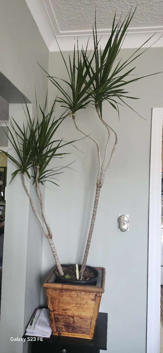 Dracaena Marginata Plant