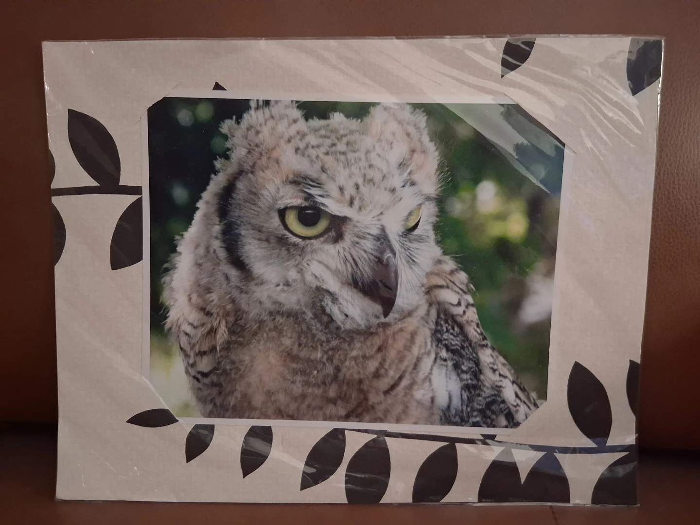 New Matted Great Horned Owl Photographic Print!