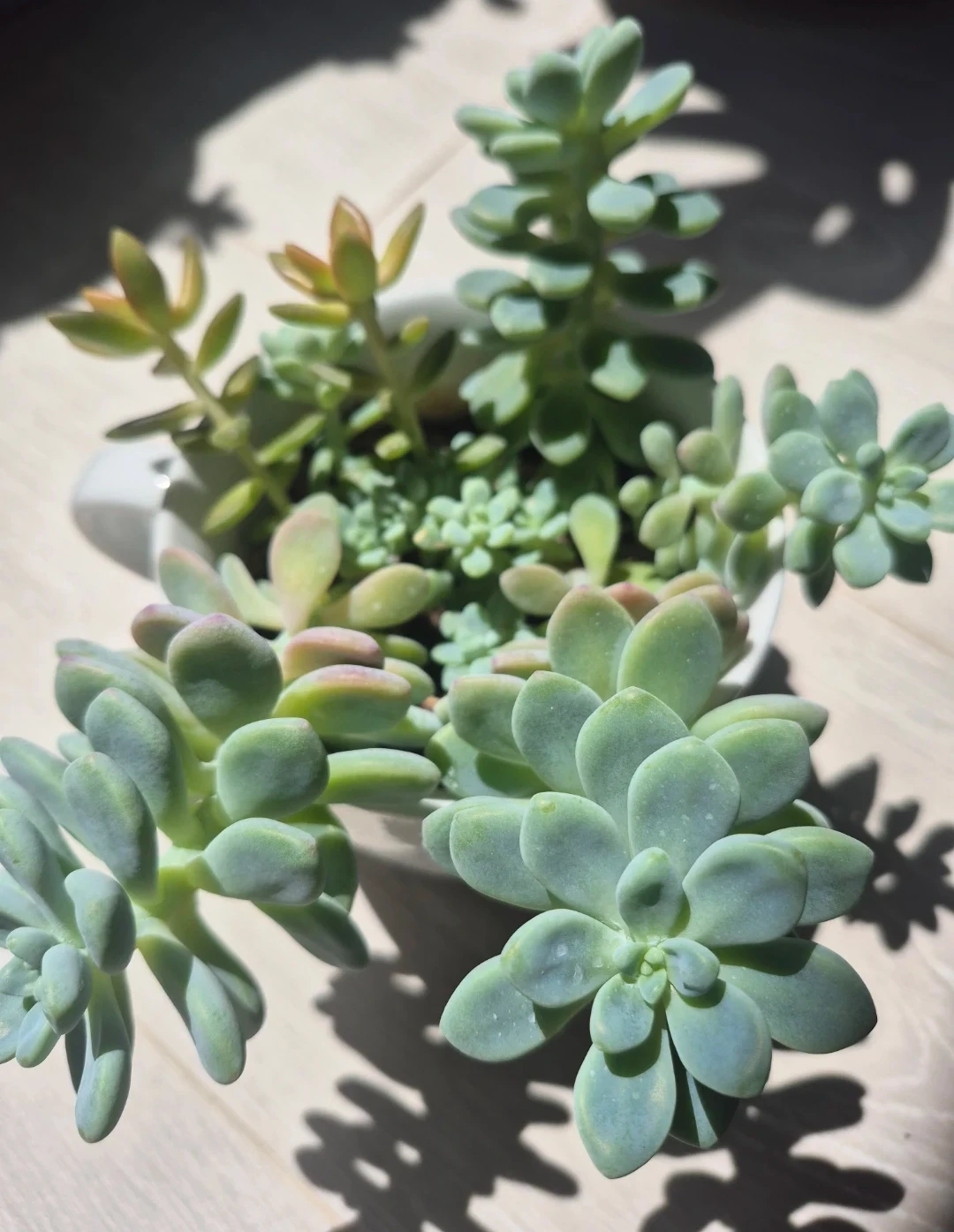Mixed Succulent Arrangement in White Mug - photo 3