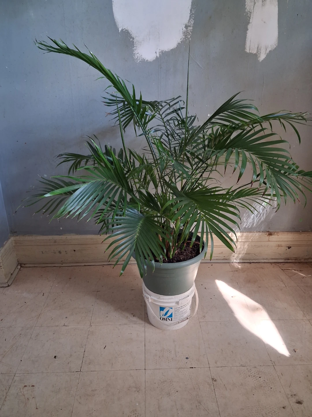 Areca Palm Plant