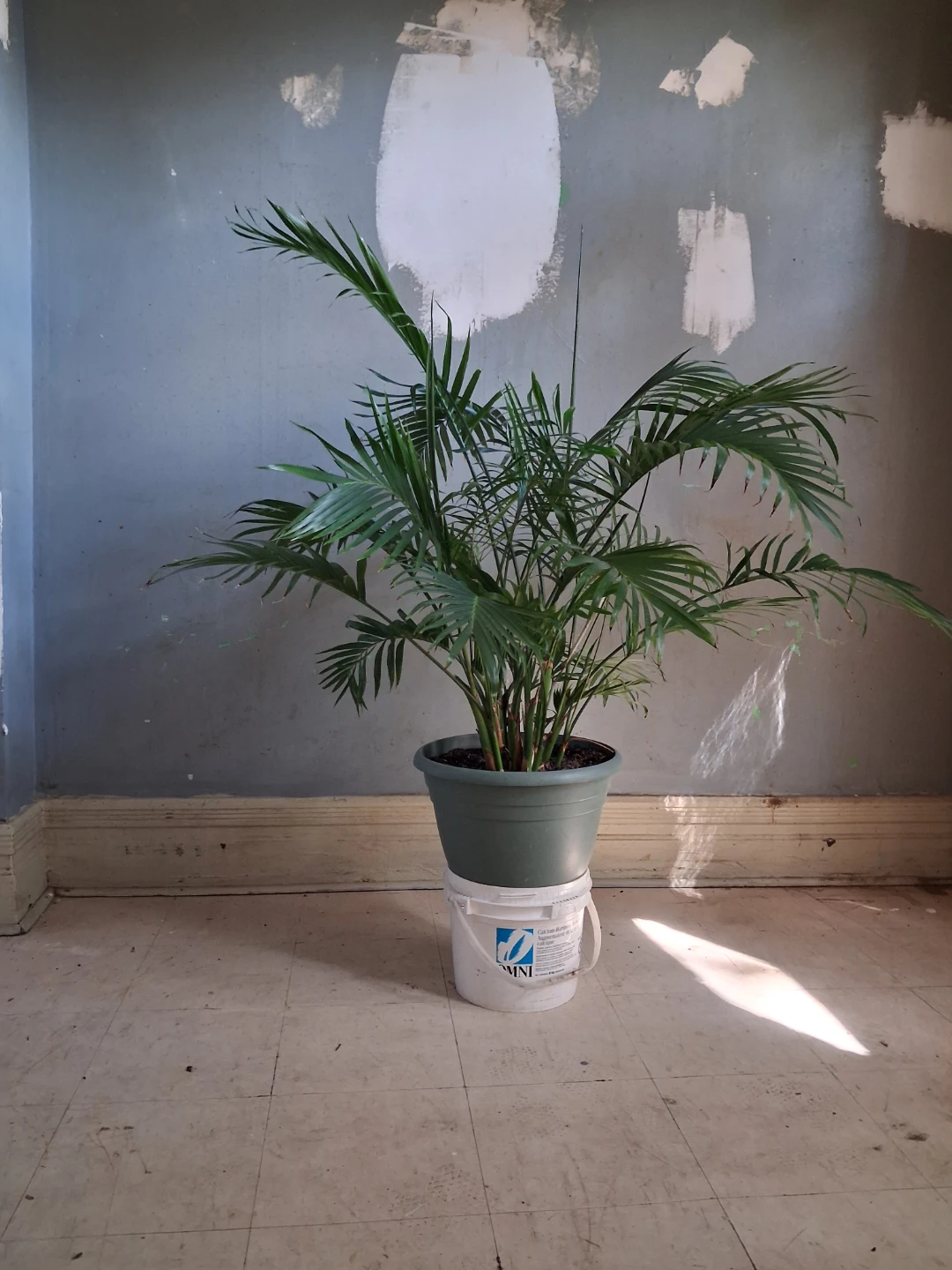 Areca Palm Plant - photo 2