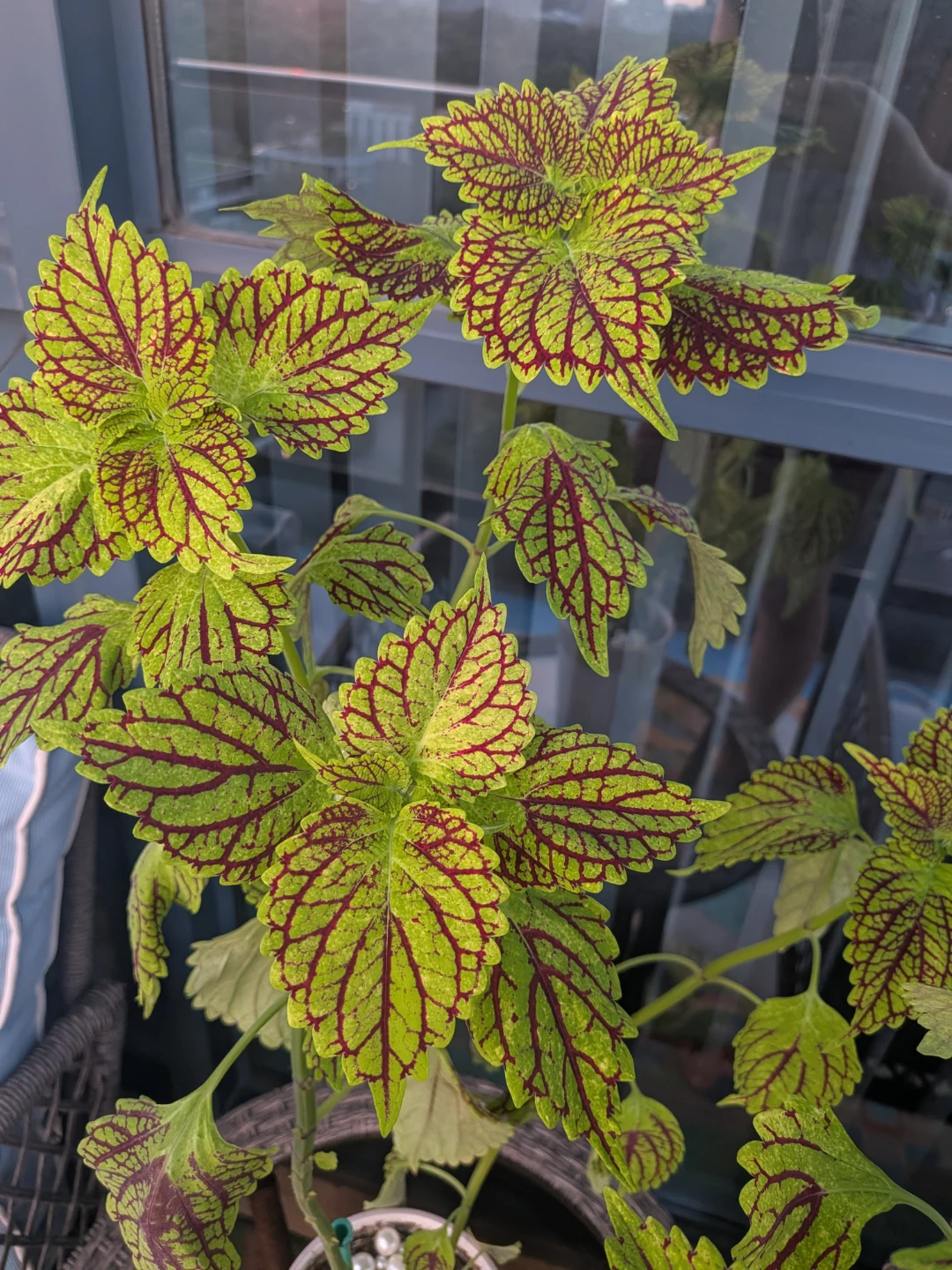 Coleus plant in decorative pot - photo 2