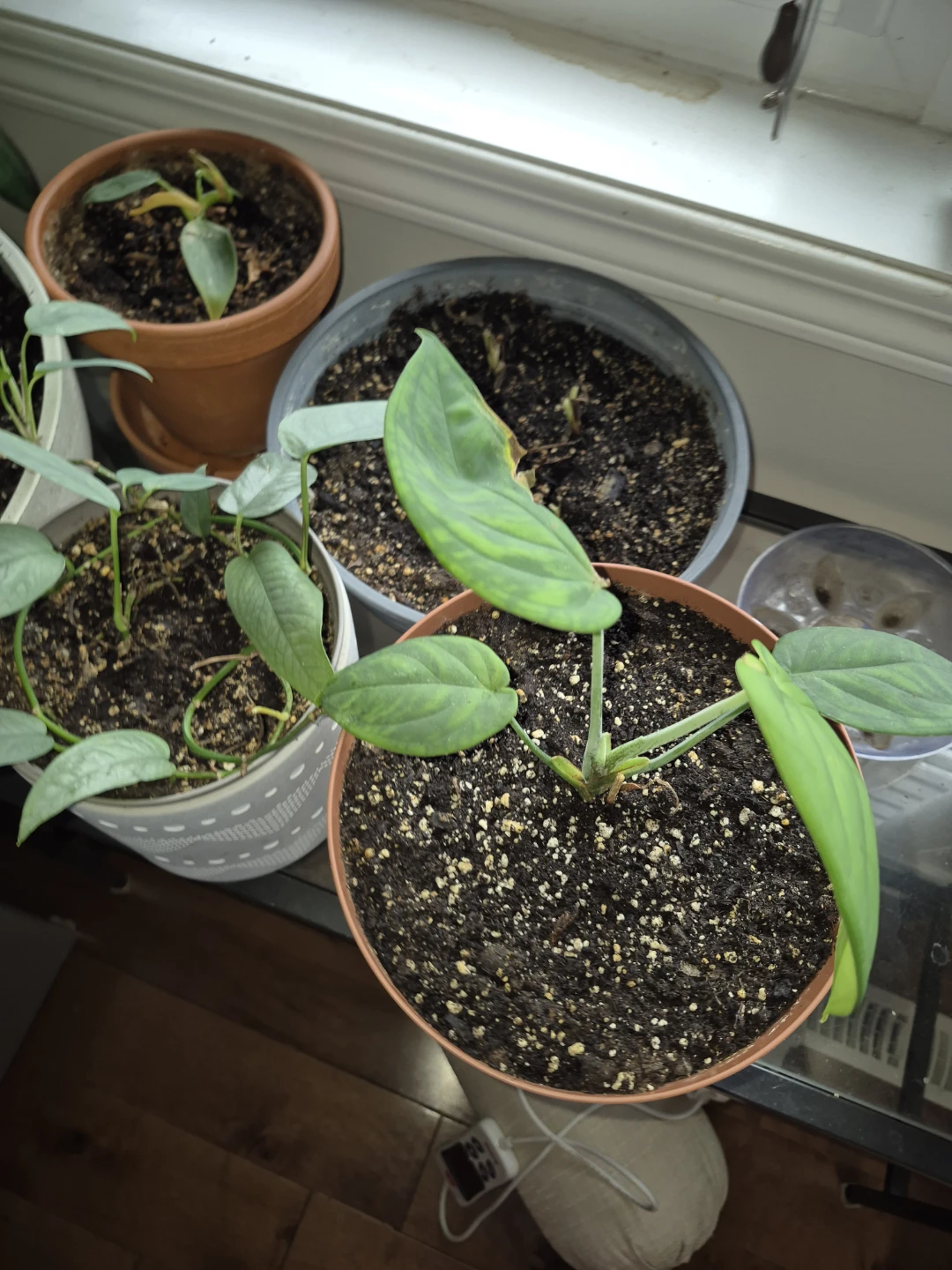 Syngonium chiapense