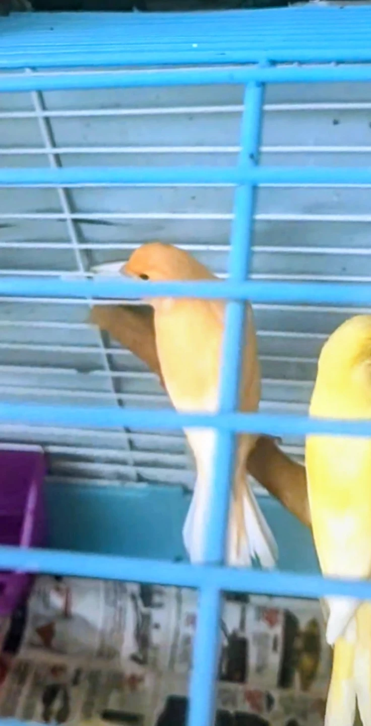Mix Canaries Females and Males - photo 2