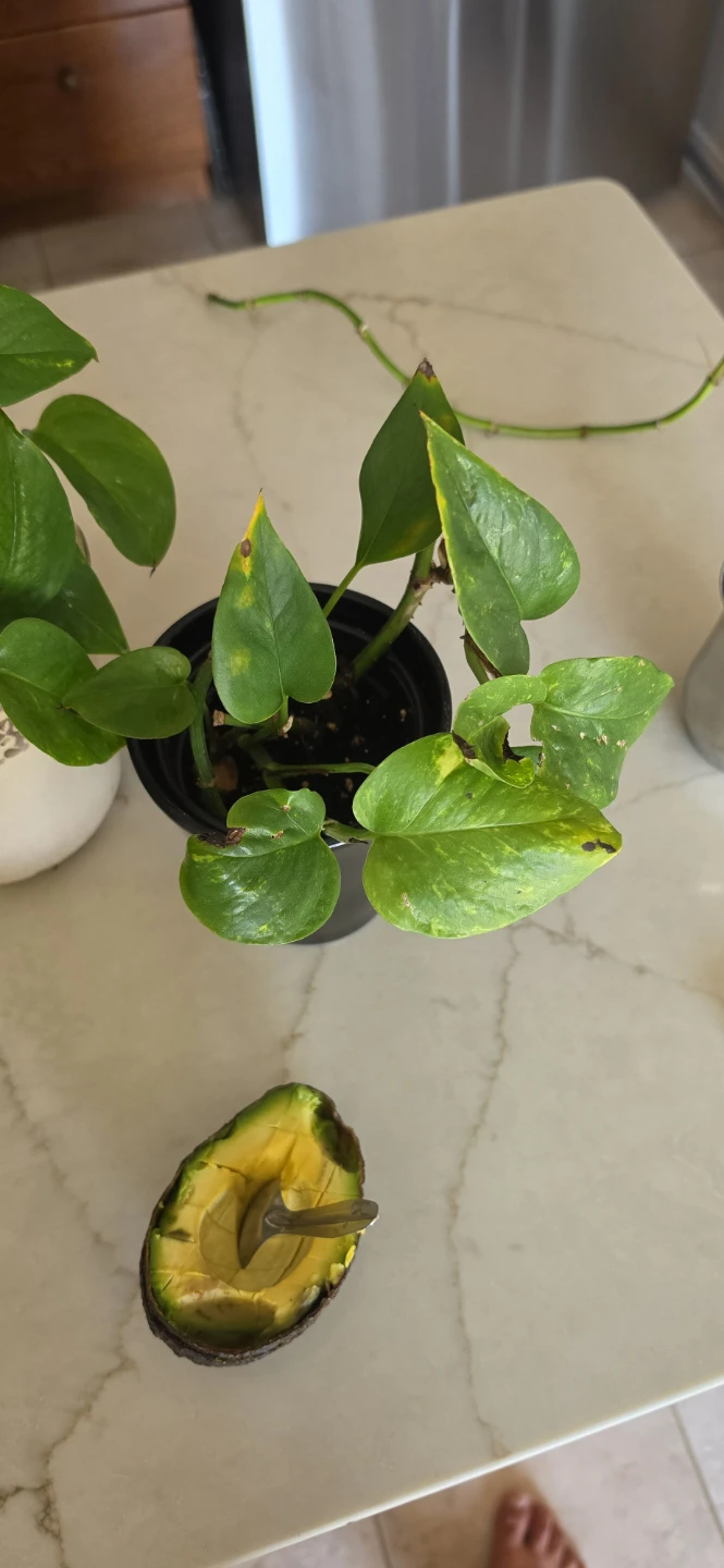 Pothos Plant - photo 3