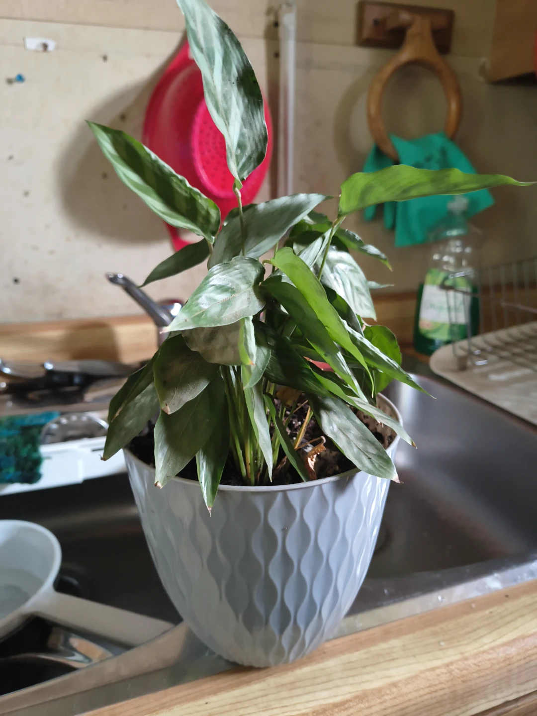 Calathea Rattlesnake Plant in decorative pot - photo 2
