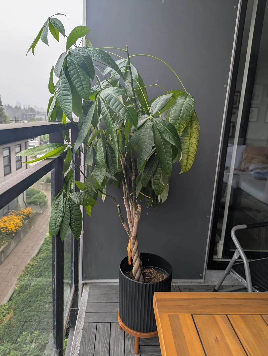 Money tree with stand