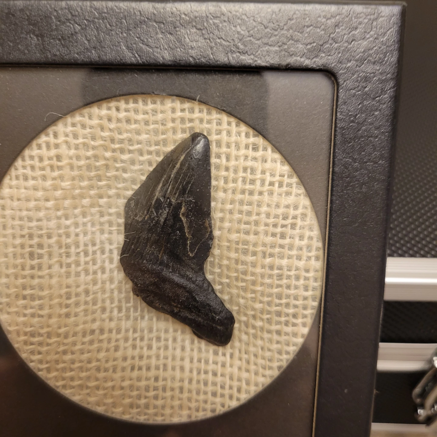 Framed Megalodon Tooth Display - photo 3