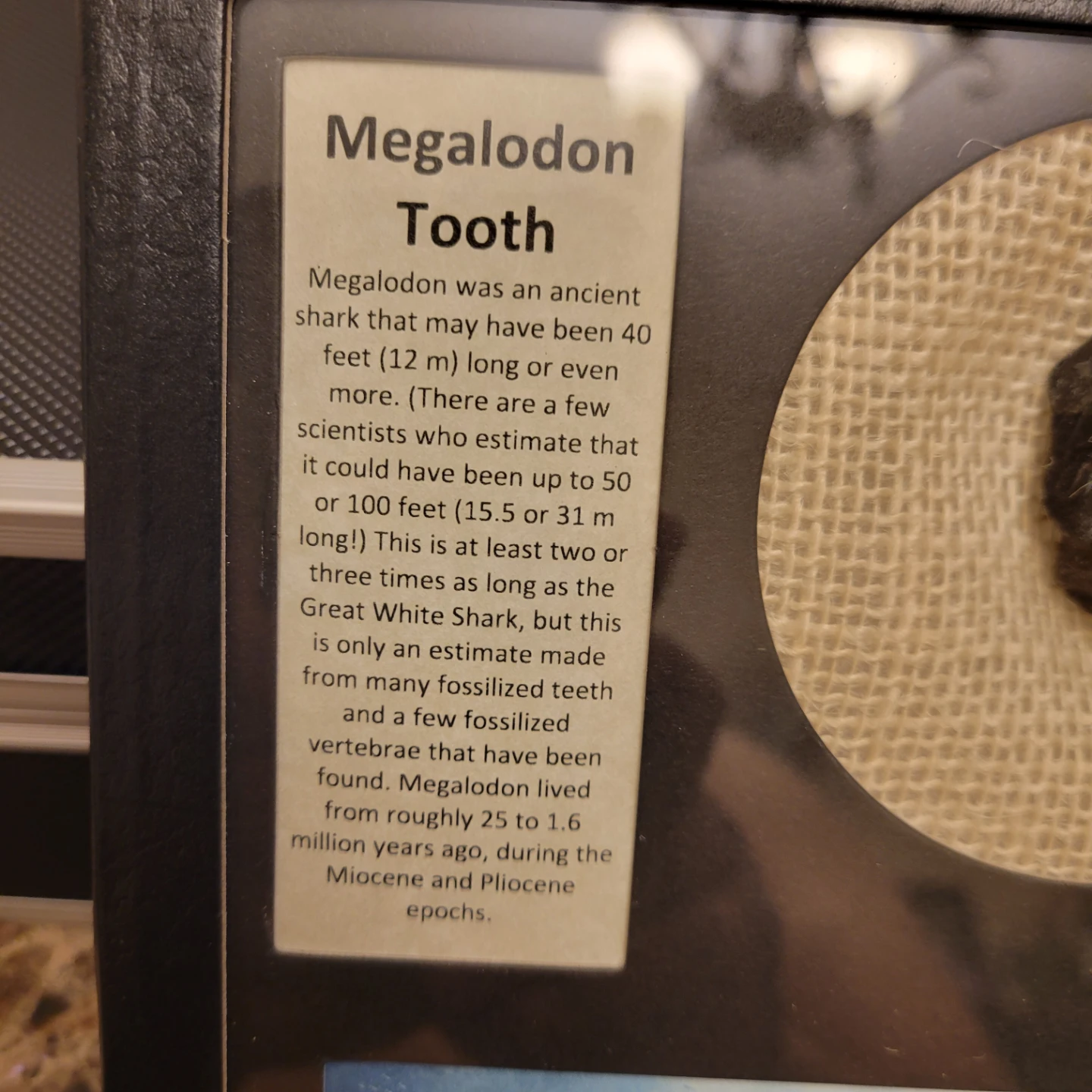 Framed Megalodon Tooth Display - photo 4