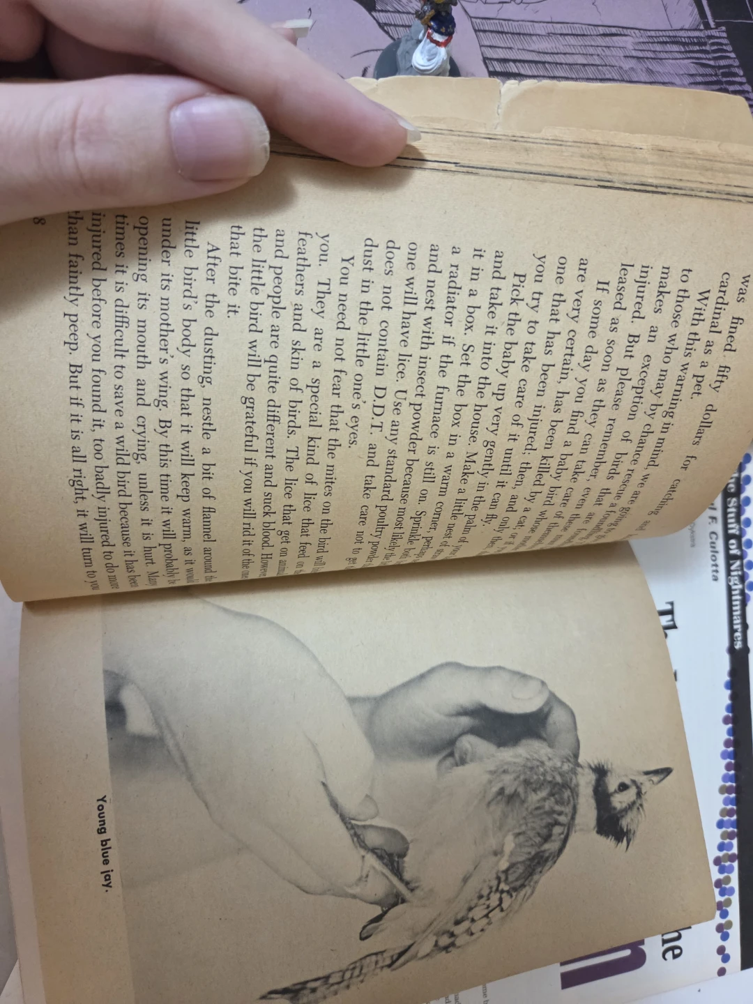 Odd Pets by Scholastic Book Services - photo 2