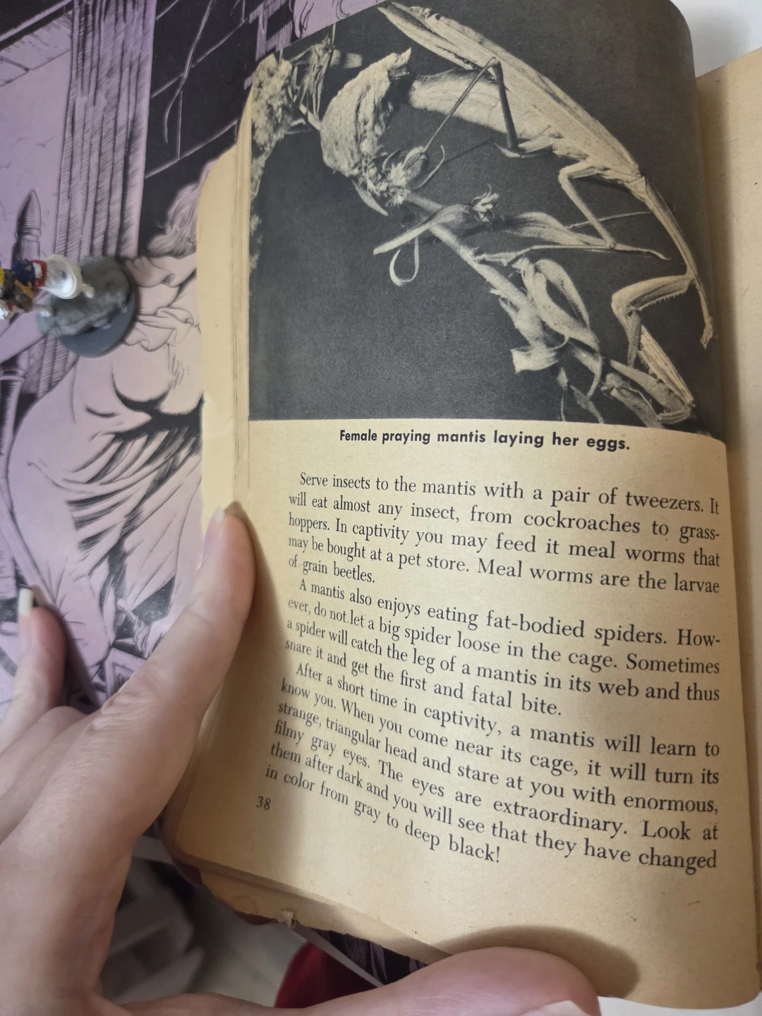 Odd Pets by Scholastic Book Services - photo 3