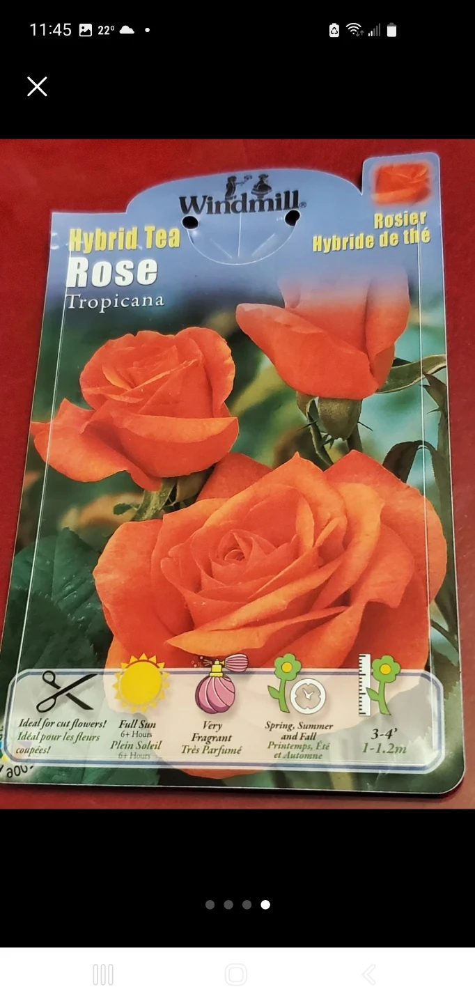 Tropicana - Hybrid Tea - photo 2