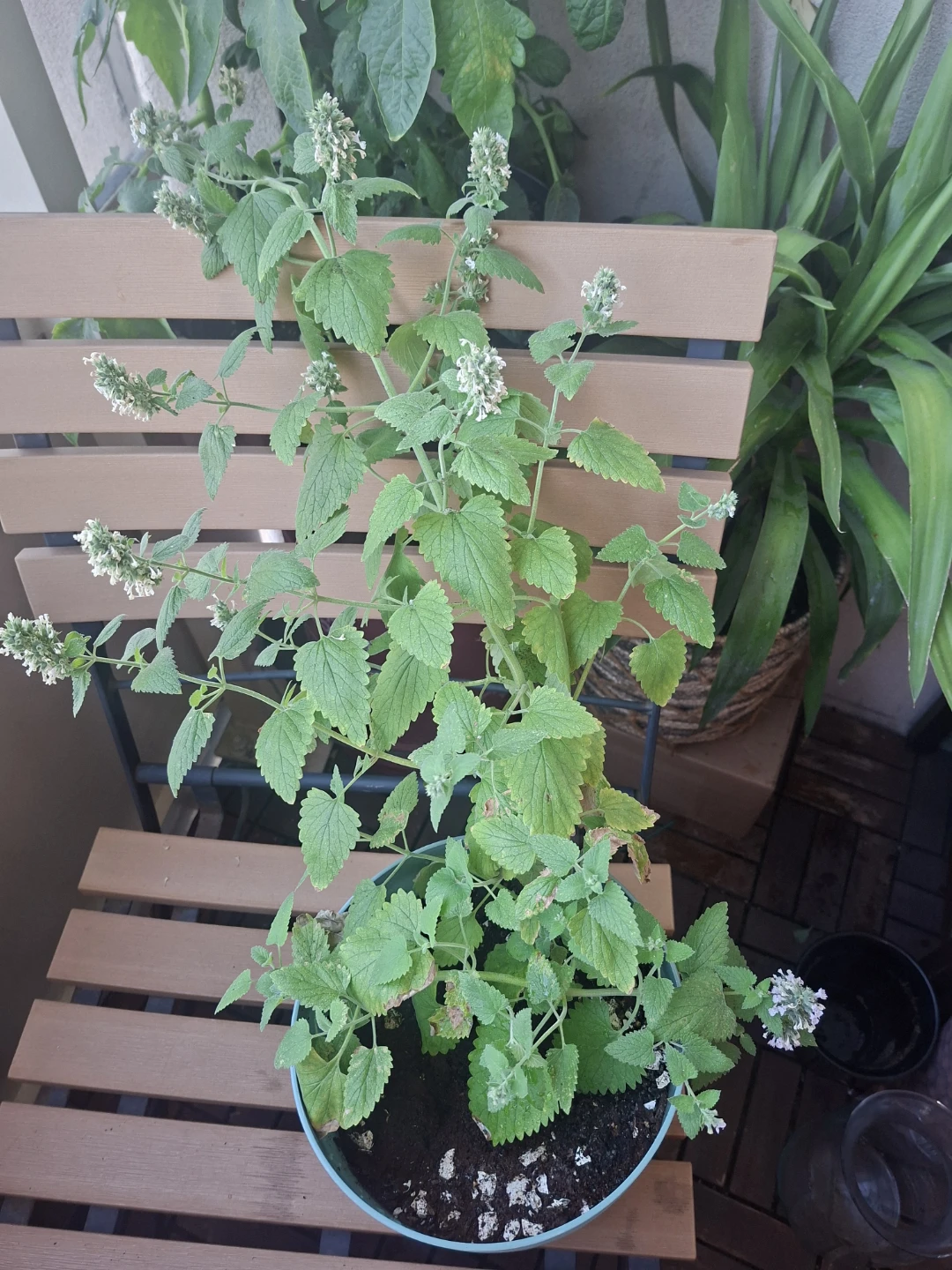Catnip Plant