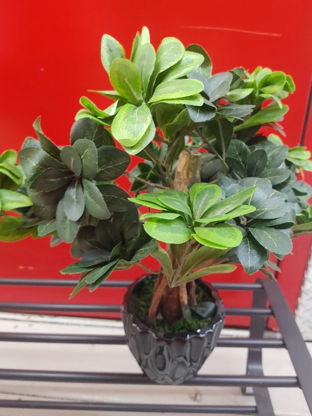 Artificial Ficus Tree in Black Pot