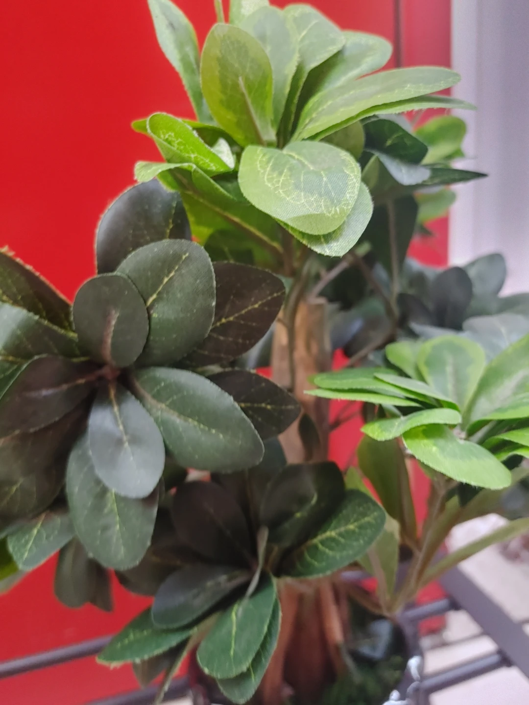 Artificial Ficus Tree in Black Pot - photo 4