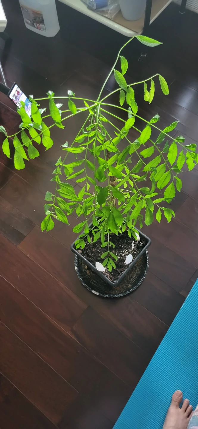 June plum  Plant/Ambarella/Cây cóc