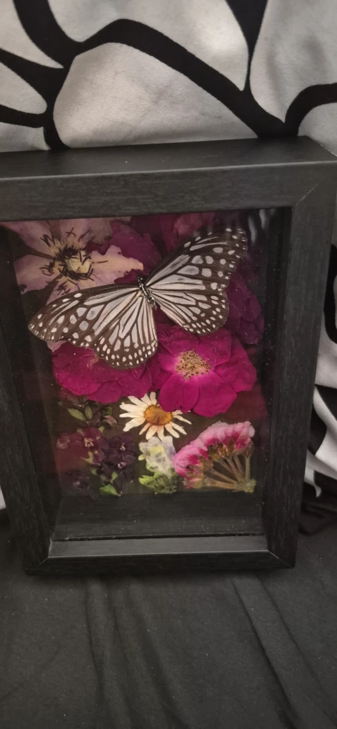 Glassy Tiger shadow box