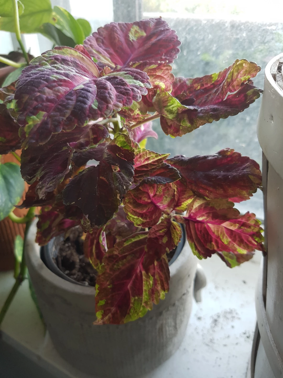 Ornamental Coleus Plant - photo 2