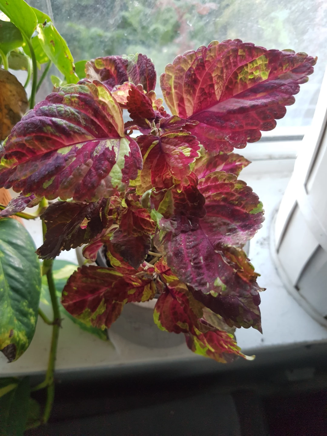 Ornamental Coleus Plant - photo 3