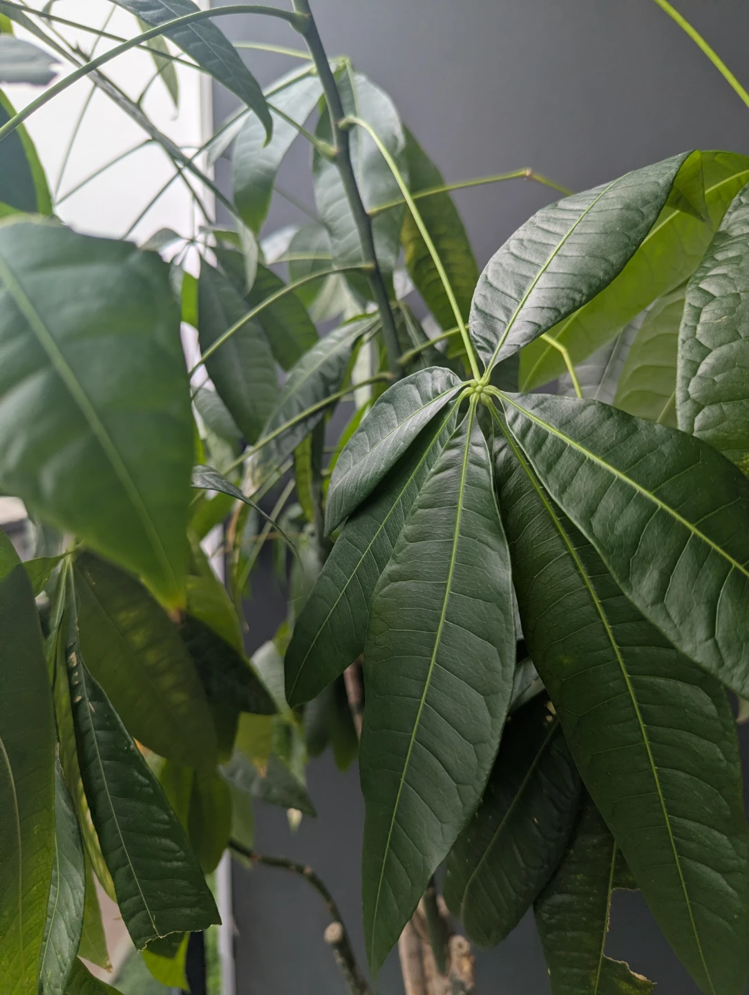 Money tree with stand - photo 2