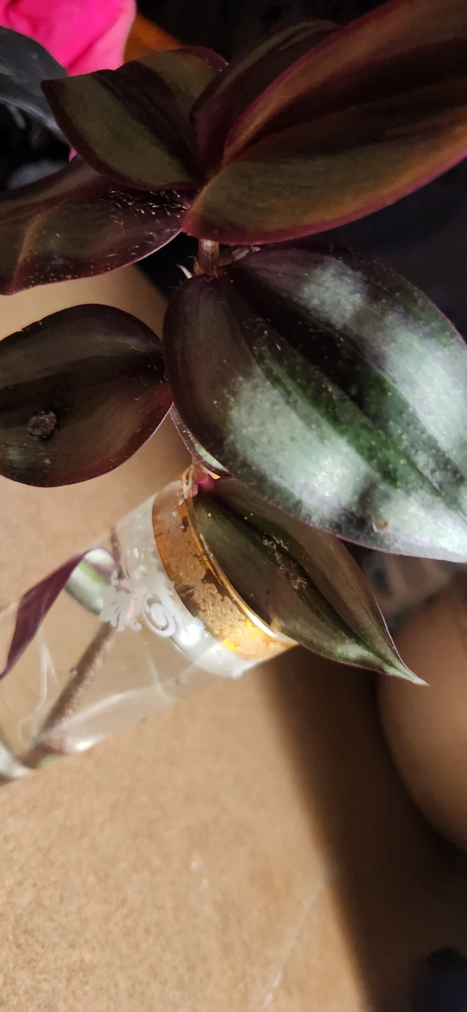 Tradescantia Zebrina Plant Cutting