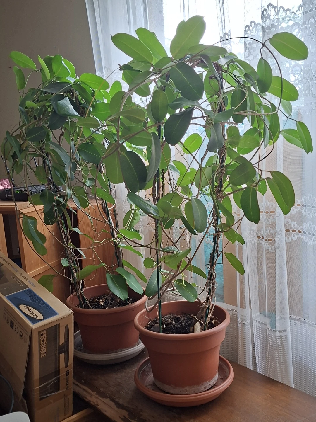 Two potted climbing plants