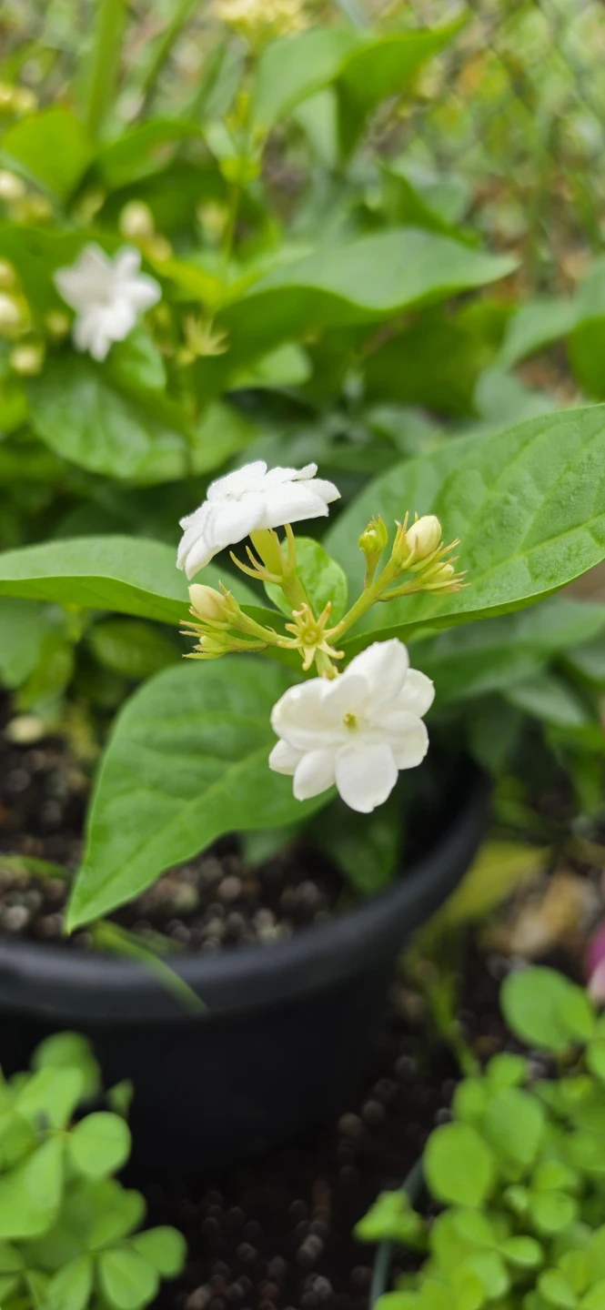 Jasmine Plant in Pot