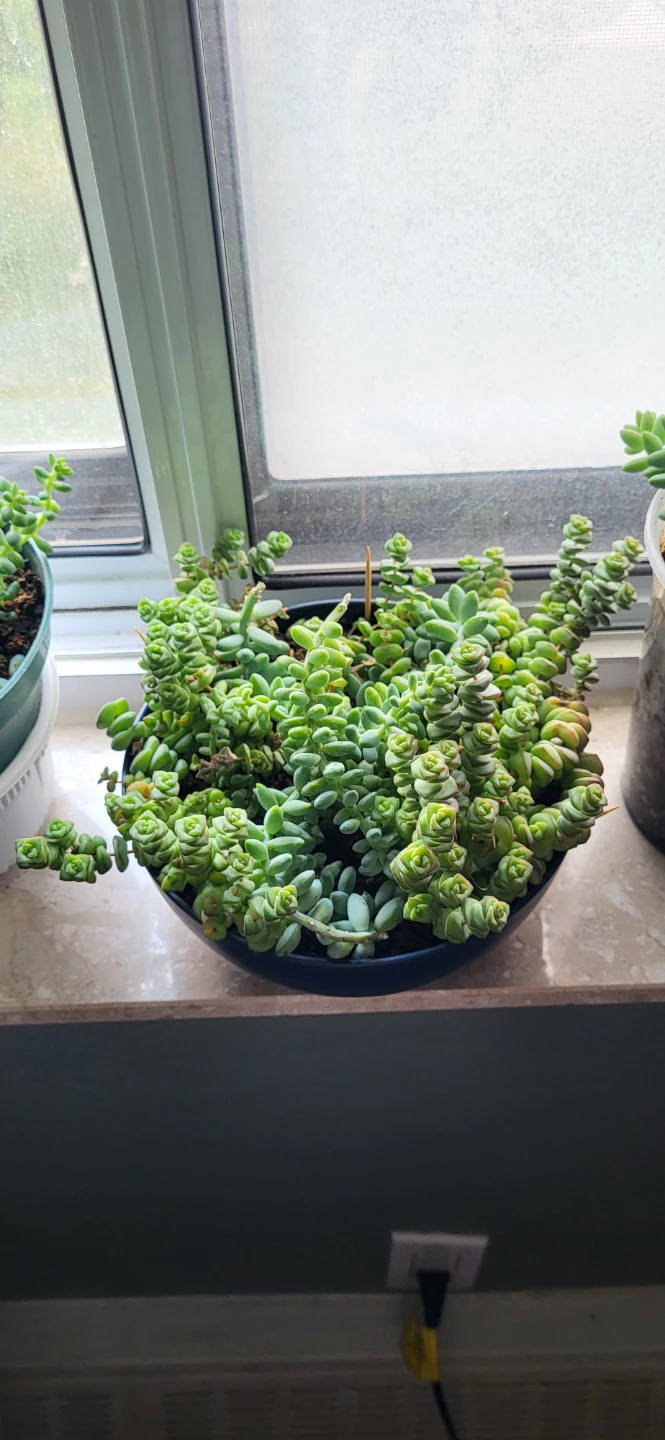 Crassula marinela  & Burro's Tails - photo 4