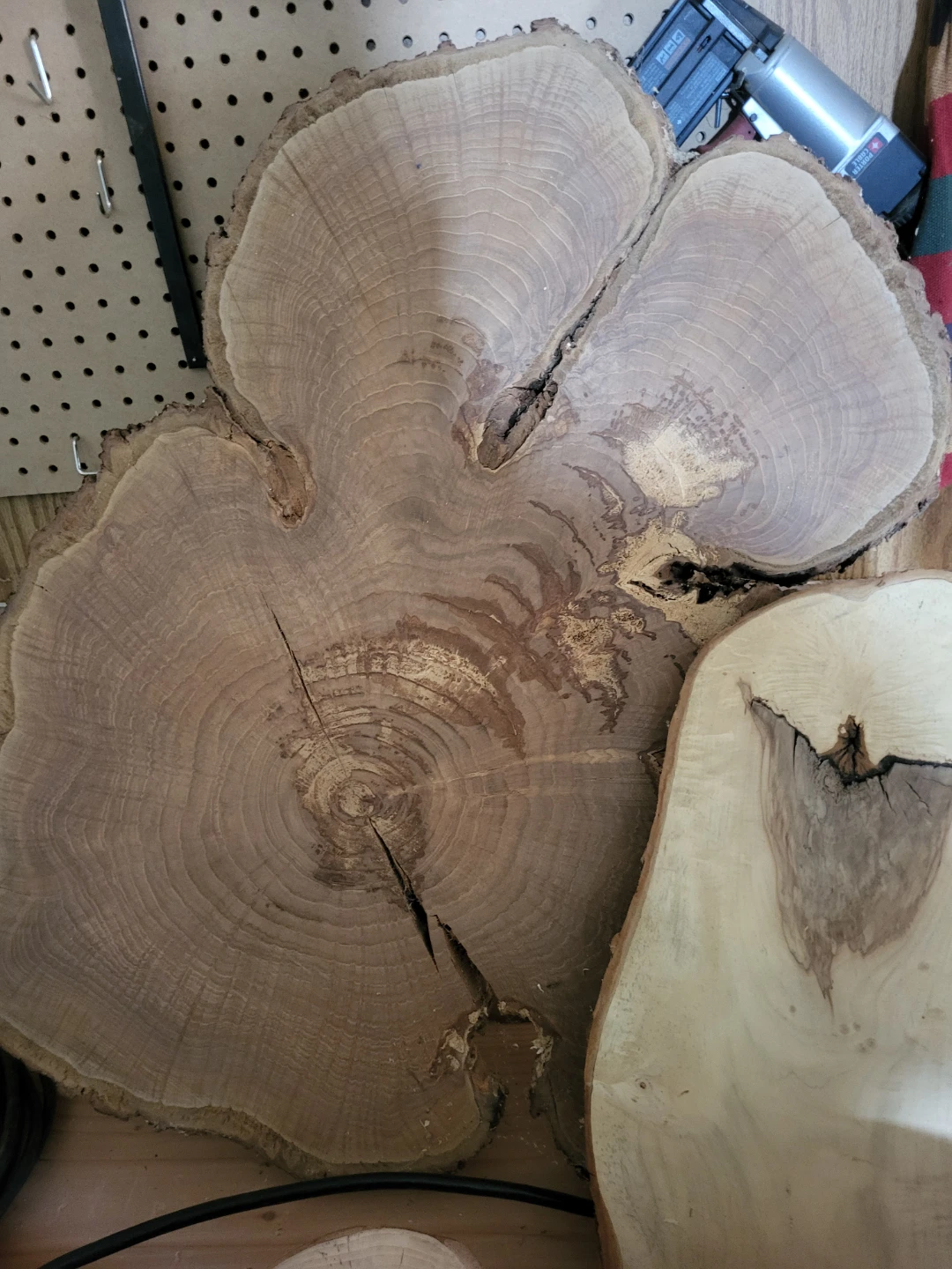 Live Edge Wood Slices for your projects