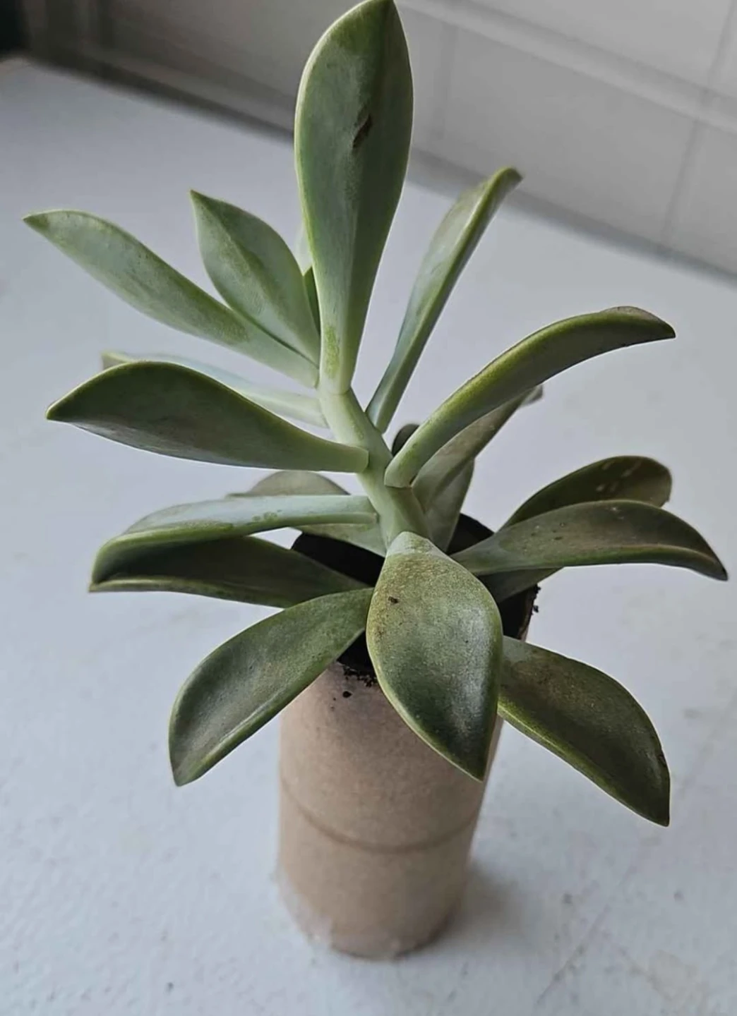 Succulent Plant - photo 2
