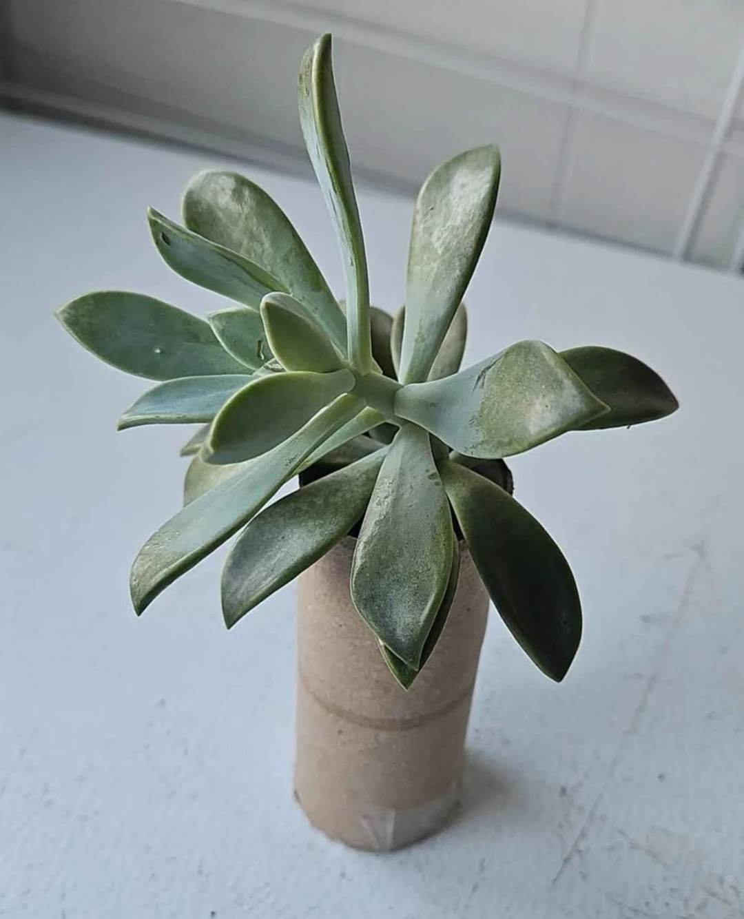 Succulent Plant - photo 5