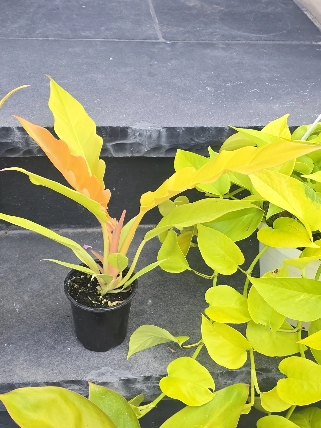Philodendron ring of fire golden - photo 4