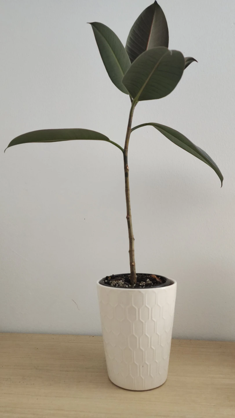 Rubber Plant Ficus Elastica